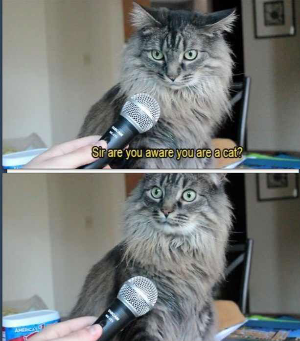 you're a cat